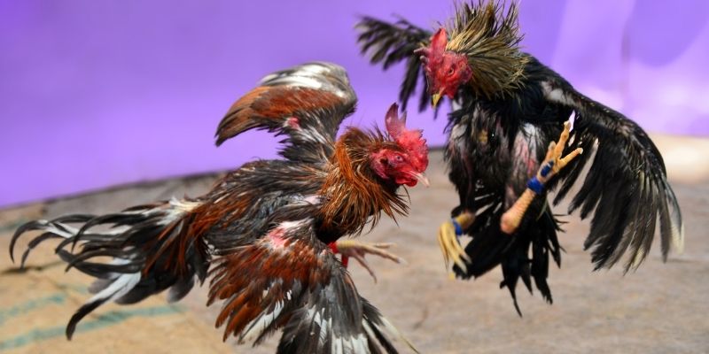 oxbet in nổ hũ tiếng anh là gì