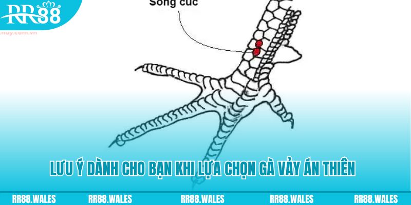 oxbet in how to play roulette at casino