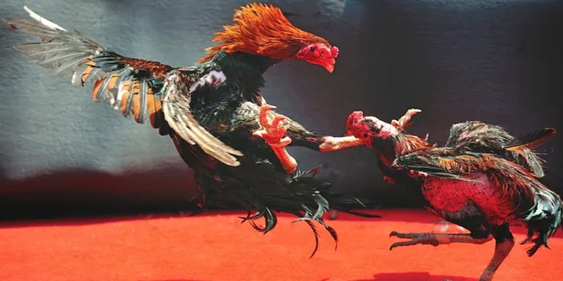 oxbet in đăng nhập nổ hũ số 1