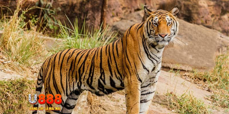 oxbet in ban ca vip online