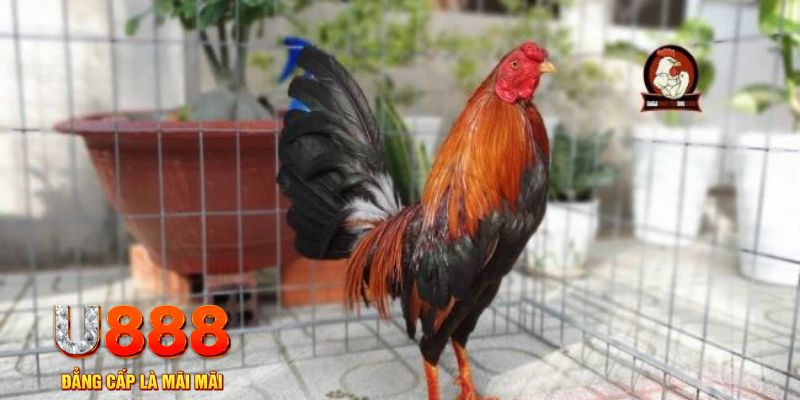 oxbet in nổ hũ chơi như thế nào