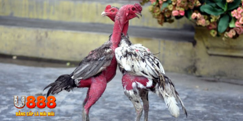 oxbet in bàn cầu điểm số tay trước trong baccarat là gì