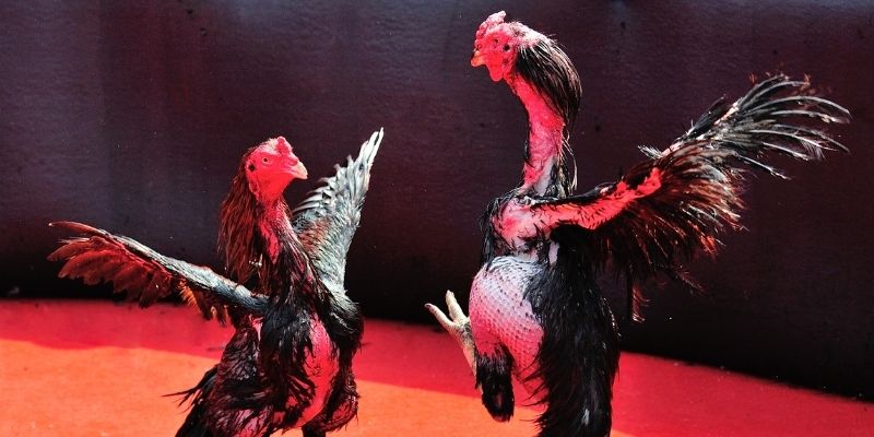 oxbet in Spribe Điện Tử